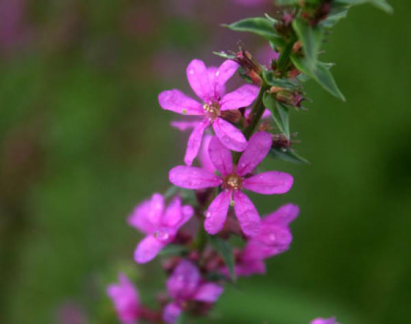 Flowers of Lythrum salicaria