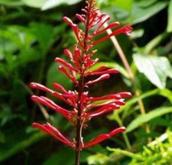 The effect and function of lion's tail The Plant Aide