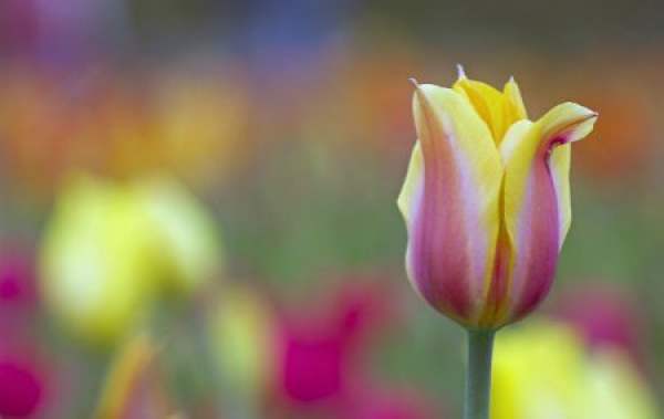 beautiful color tulip