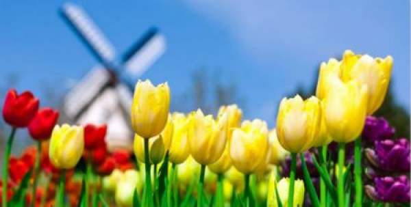 beautiful color tulip