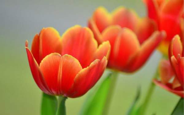 Tulip