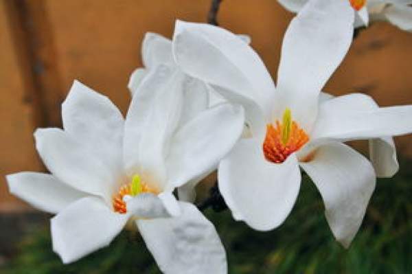 Magnolia denudata