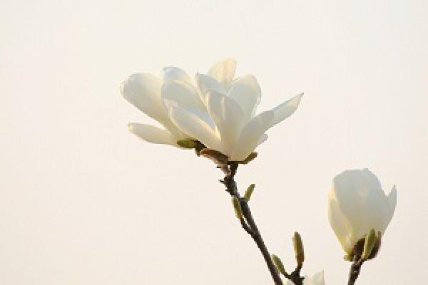 Open White Magnolia