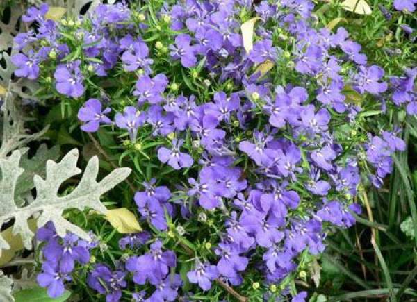 six times more beautiful flowers