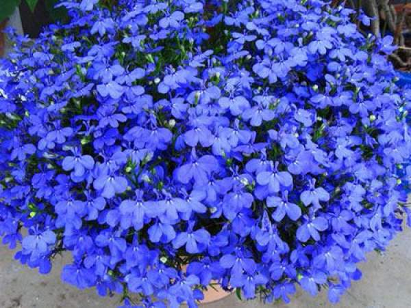 A beautiful cluster of sixfold flowers.