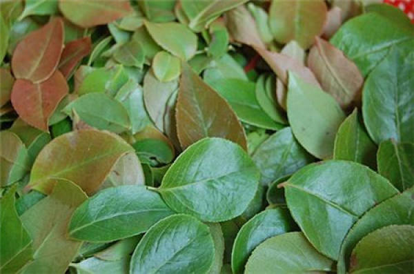 Vaccinium bracteatum leaf