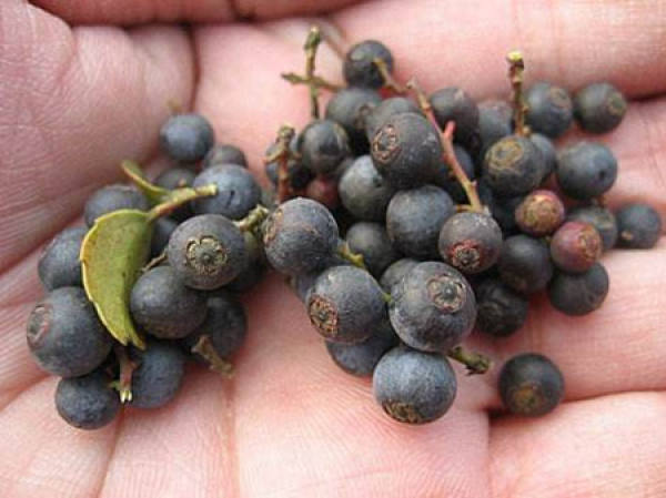 black rice seed