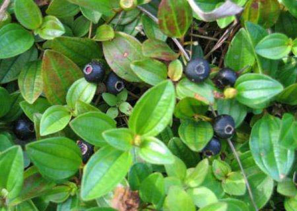 Vaccinium bracteatum Thunb.