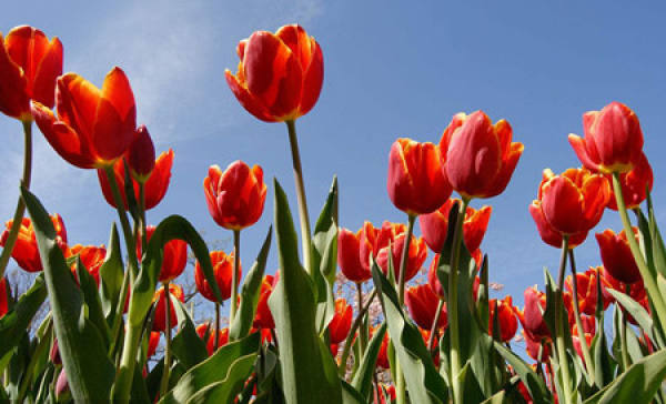 beautiful tulip