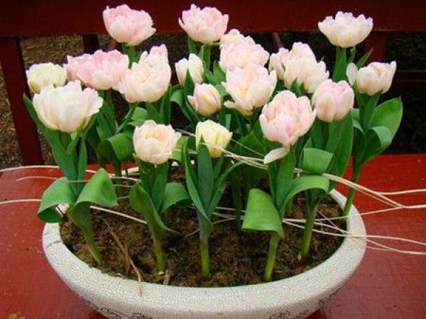 Potted tulip Potted tulip