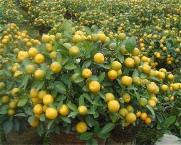 The Four Seasons Orange with Great Ornamental Value
