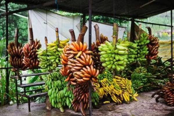 Bunches of bananas.
