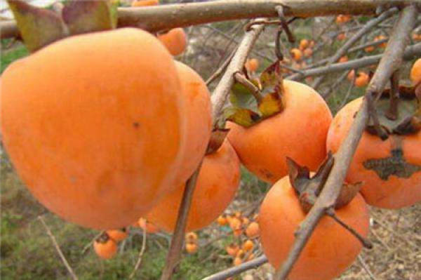 Diospyros kaki