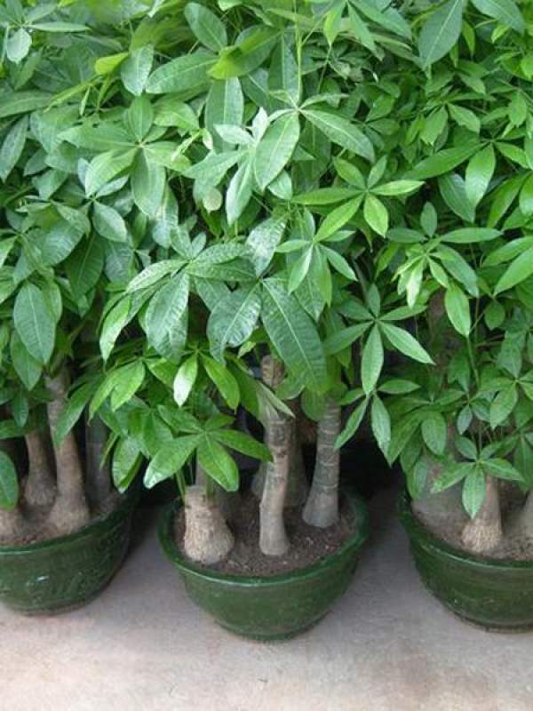 Pot Green Planting