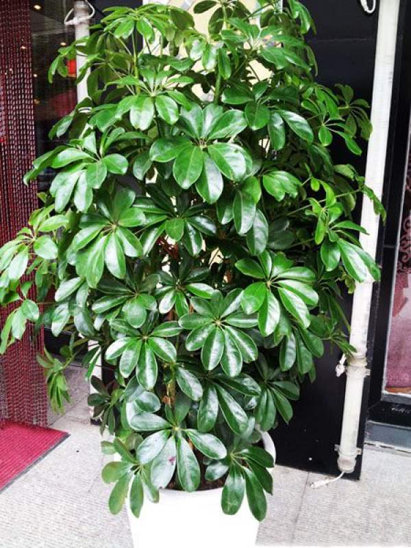 Growth Habit