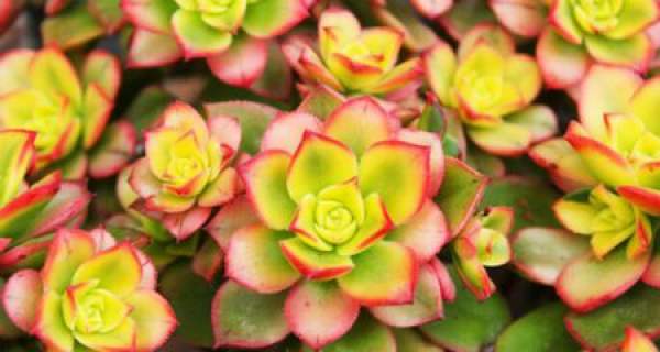 The fleshy leaves of the delicate brocade