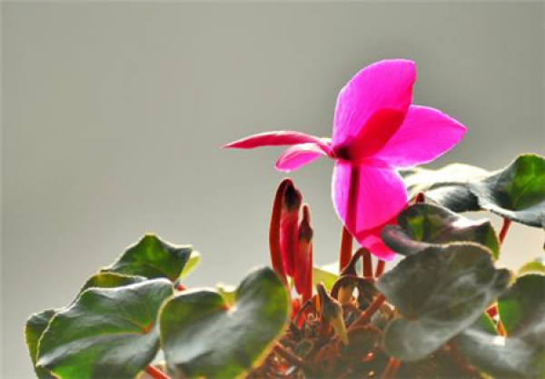 Cyclamen plant