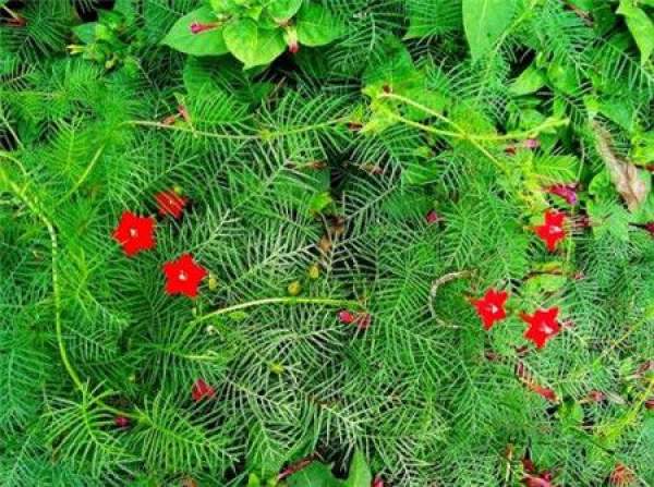 Rhizoma anemone