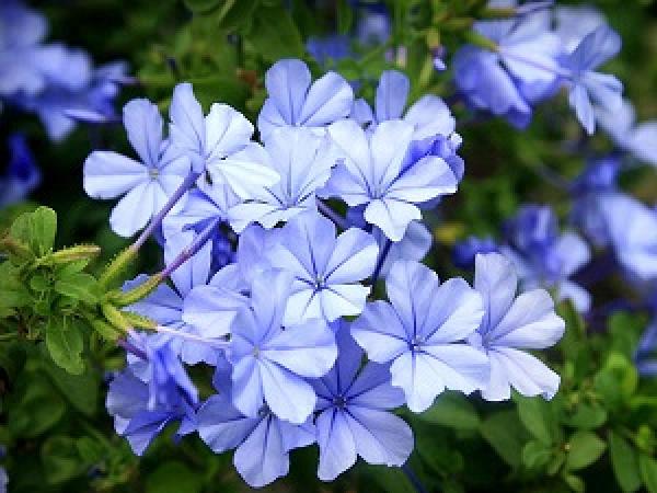 Blue snowflake plant