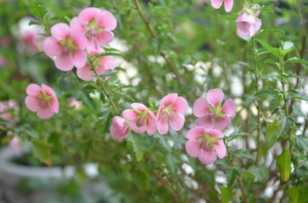 Flowering hibiscus