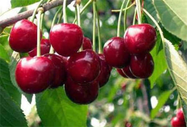Cherries growing on the plant
