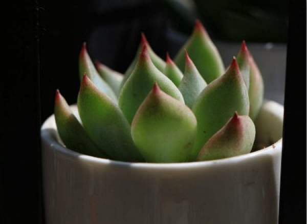 Potted Chihuahua