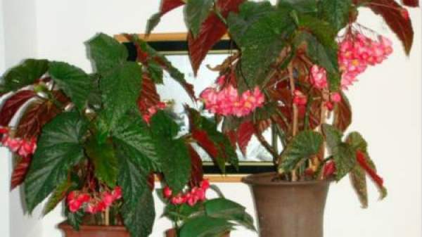 Plant of Begonia japonica