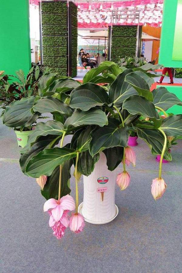 Flower Lotus Lantern
