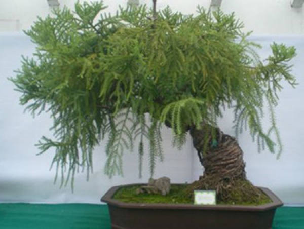 Potted Australian cedar