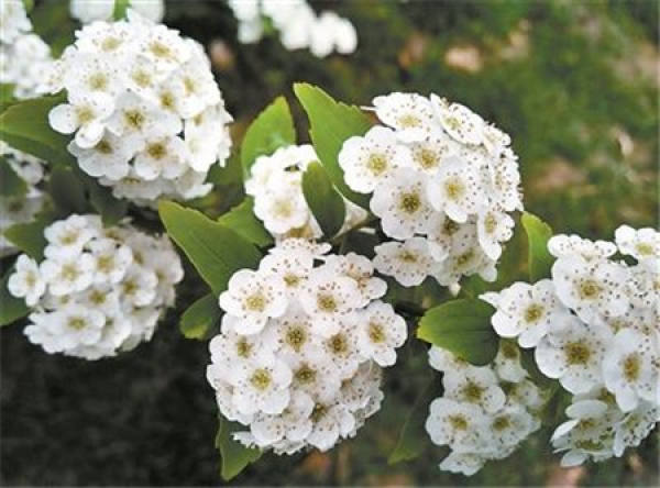 Beautiful Spiraea hemp