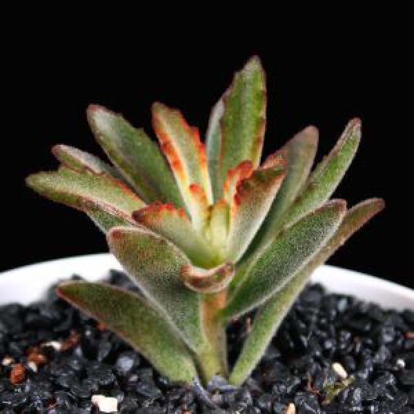 Potted black rabbit ear
