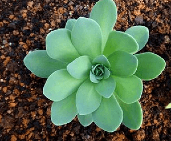 Green Phoenix Plant