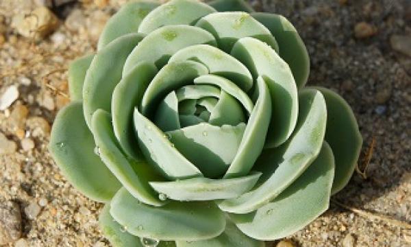 Fleshy Green Phoenix