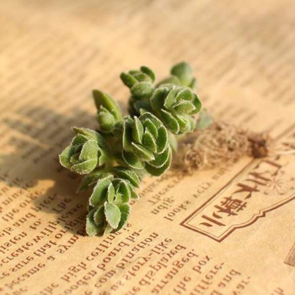 David plant