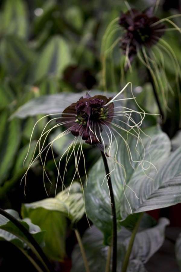Tiger whisker plant
