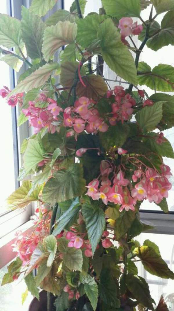 Flowering crabapple