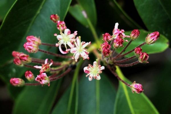 Beautiful mountain laurel