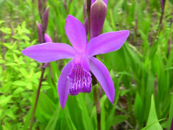 Bletilla bloom