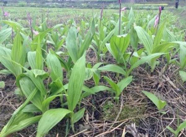 Bletilla striata plant