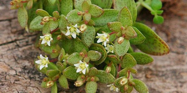 Succulent rain heart plant