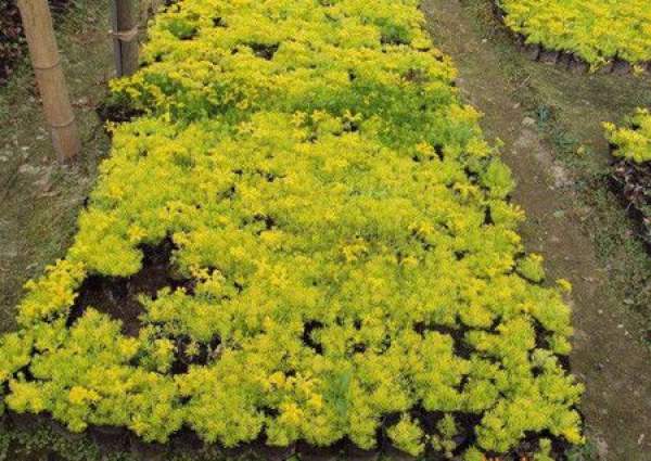 Large patch of Sedum lineare
