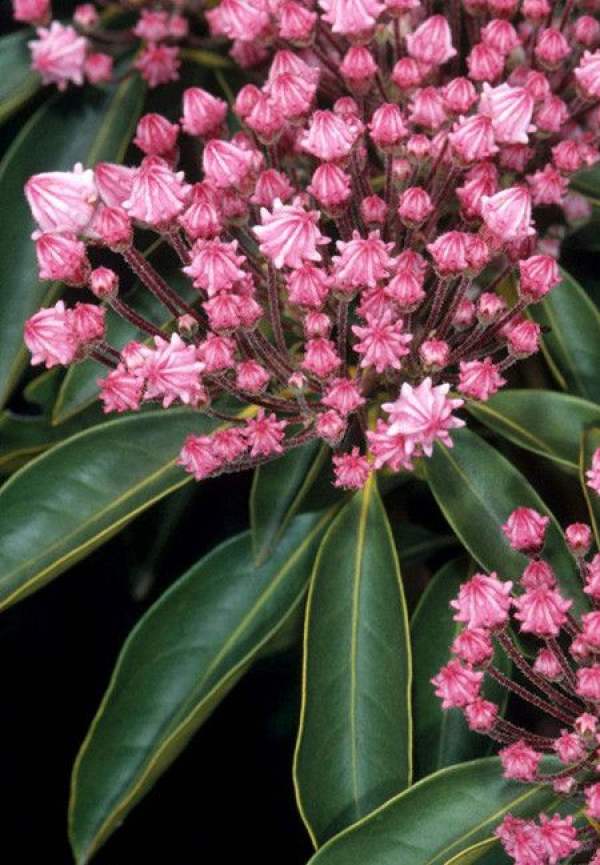 Mountain laurel