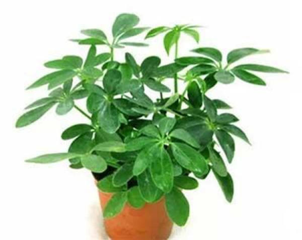 potted esculenta