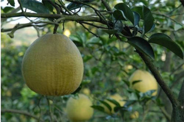 Dianjiang white pomelo