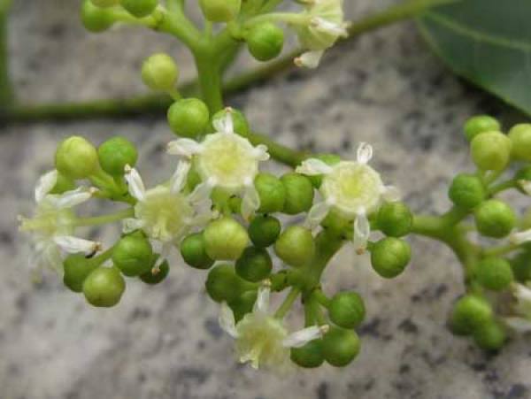 Trifoliate orange plant