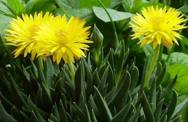The yellow flowers shine on the waves.