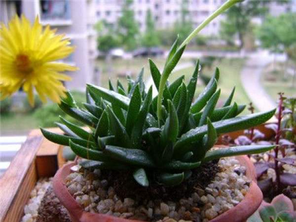 Pot Shining Wave