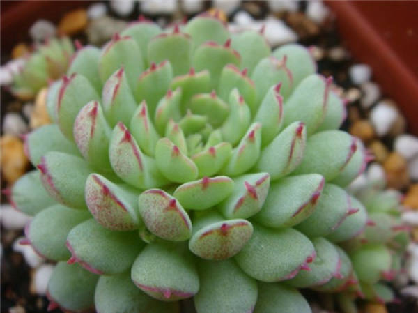 Potted little red coat