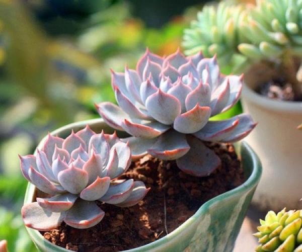 Potted blue stone lotus