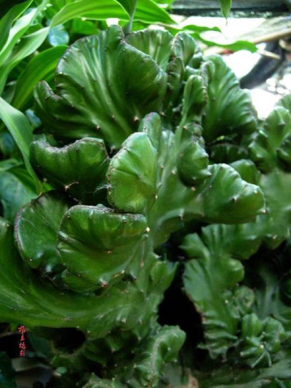 The Emerald Kylin's Palm